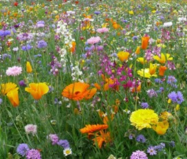 Blomstereng Blomstereng