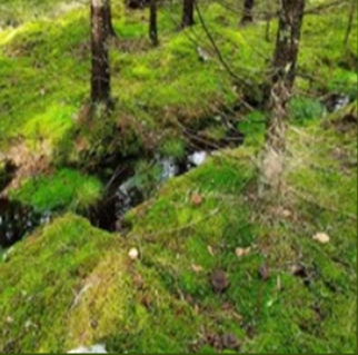 Skogbunn BILDE 101225